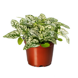 Confetti White, Hypoestes Seed